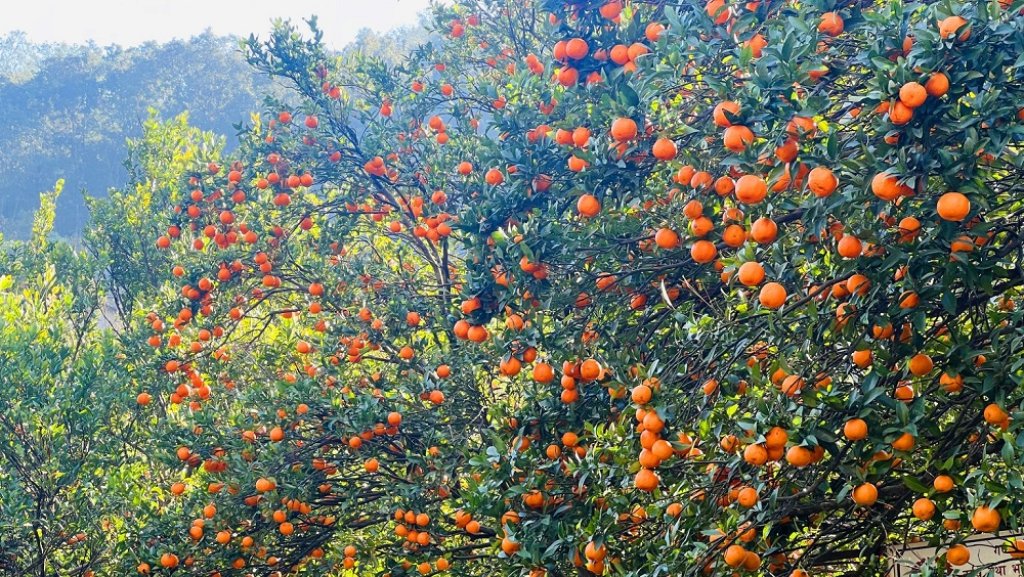 मुग्लिनमा आजदेखि सुन्तला महोत्सव